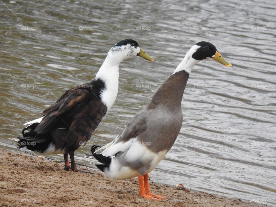Ducks at a lake