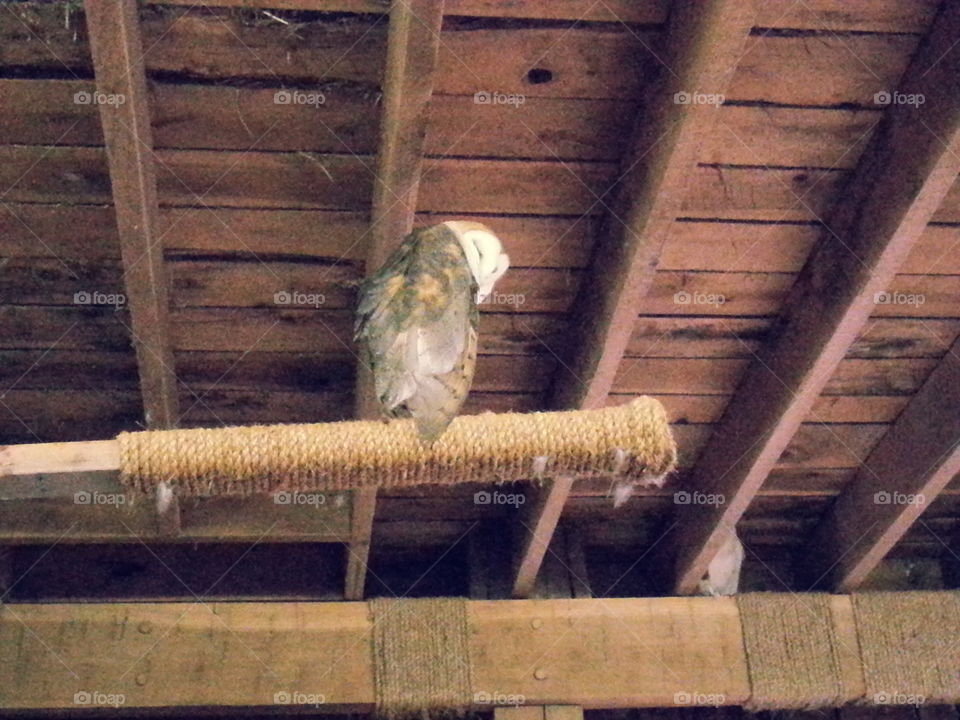 Barn Owl