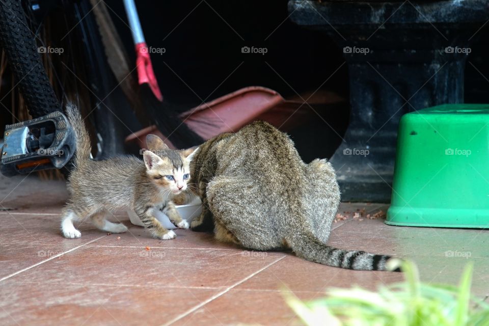 mother cat and her kitty