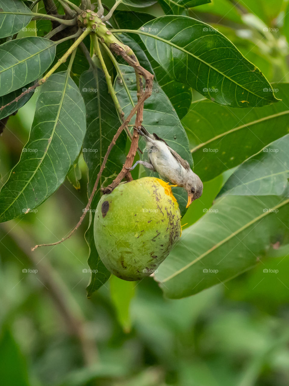 Little Bird is enjoying sweet mango