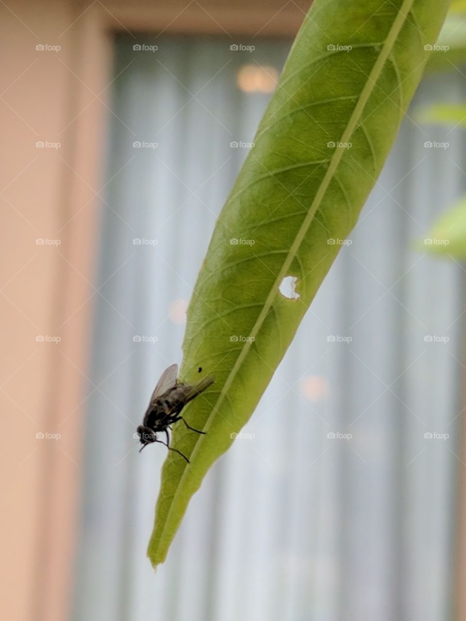 fly hanging out