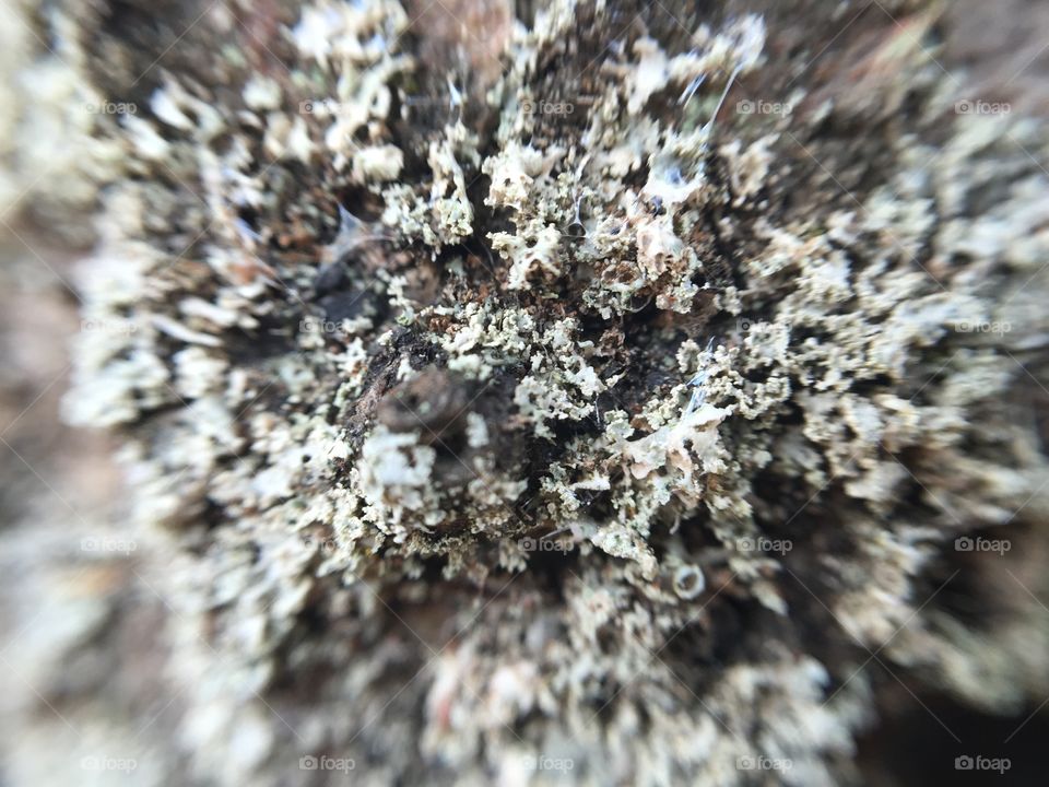 Abstract macro tree bark texture