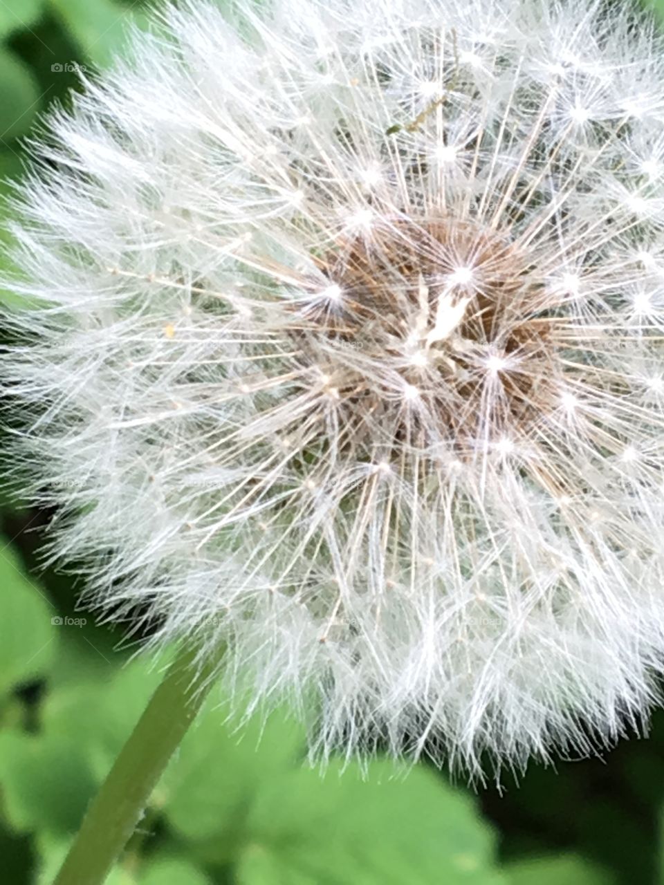 Dandelion seed parachutes 
