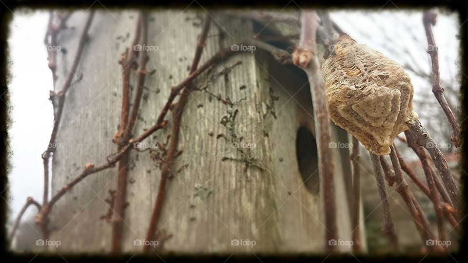 mantis nest