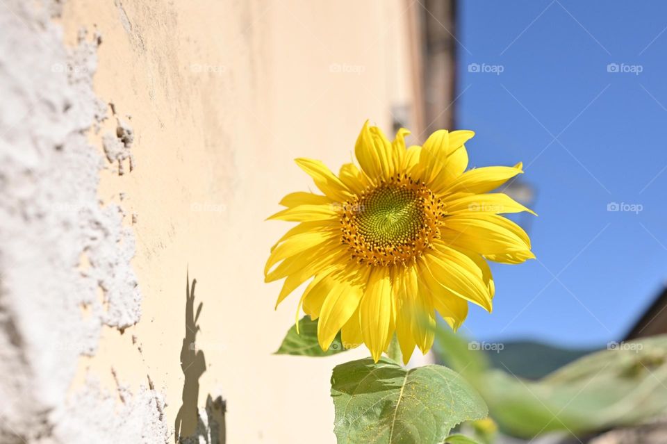 sunflower in its maximum beauty