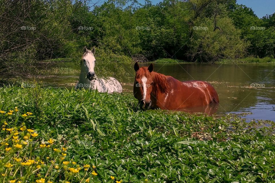 Two horses swimming in a pond in spring