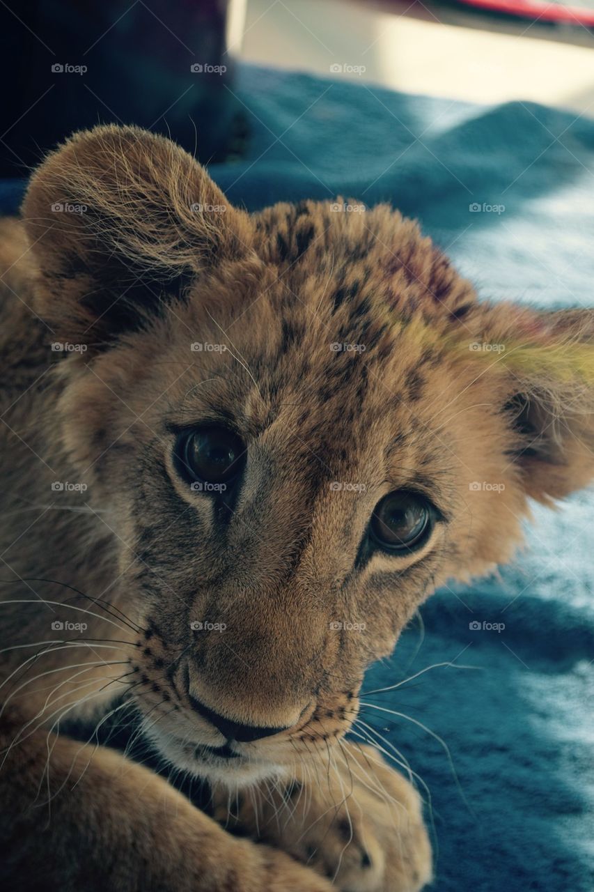 Baby Lion