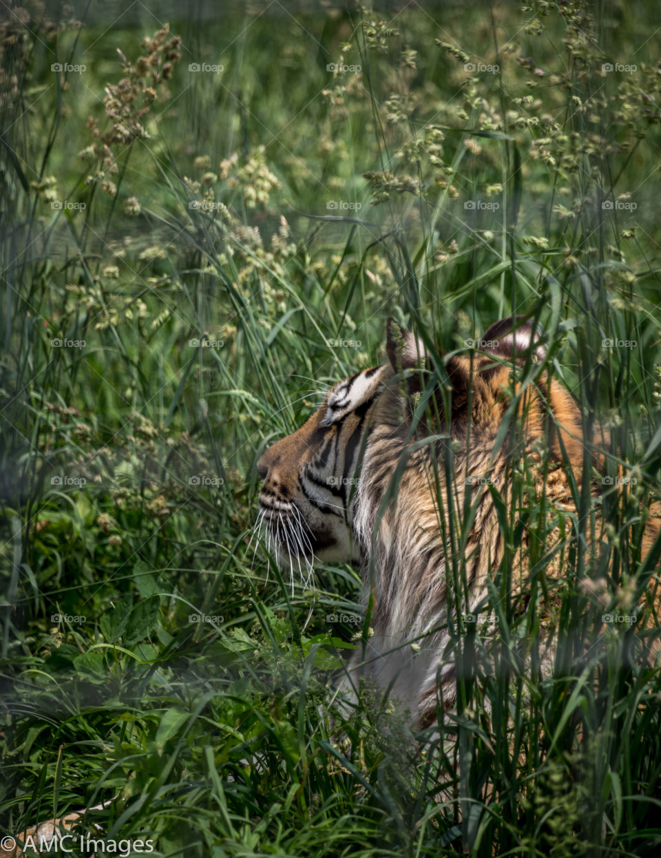 Tiger hiding in the grass. Siberian Tiger crouched in the grass