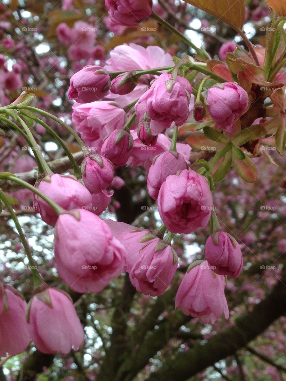 Cherry blossom 