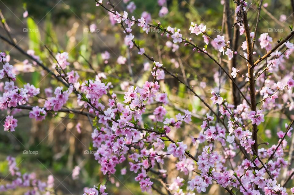 Peach blossom time in spring season.