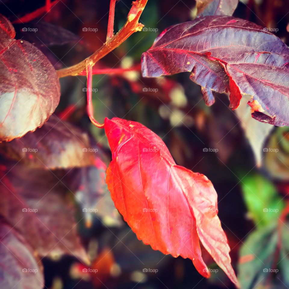 Red Leaves 