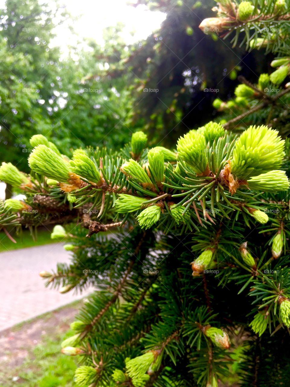 growth of new spruce needles