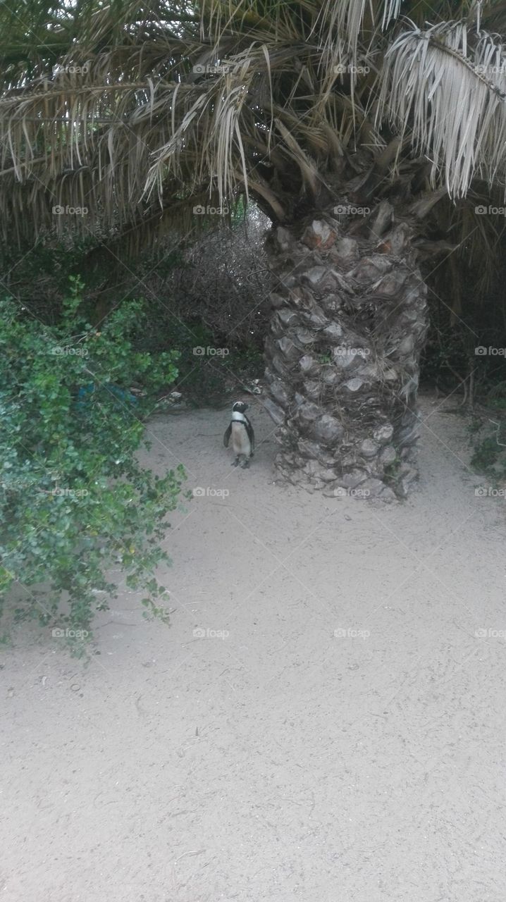 Penguin reserve