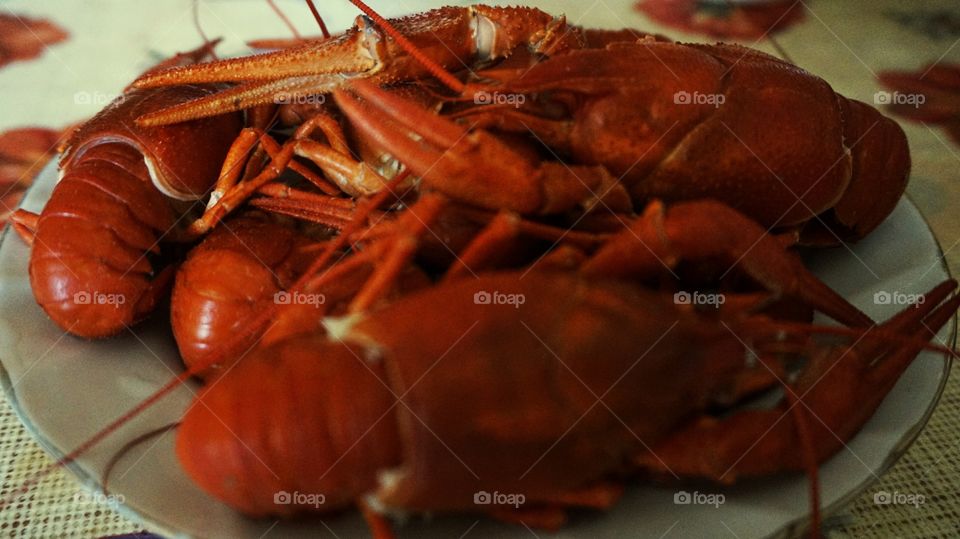 crustacean