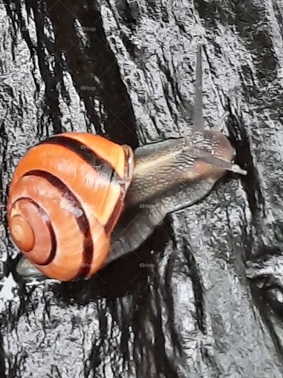 shell snail on a cut trunk of tree after rain