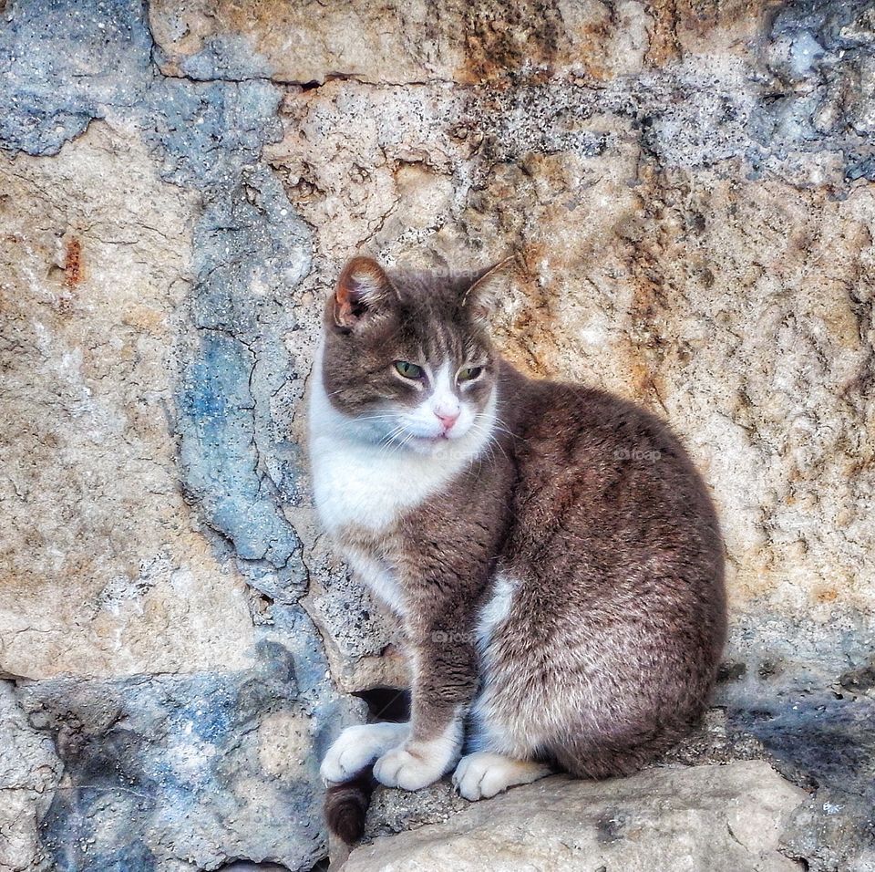 Maltese cat