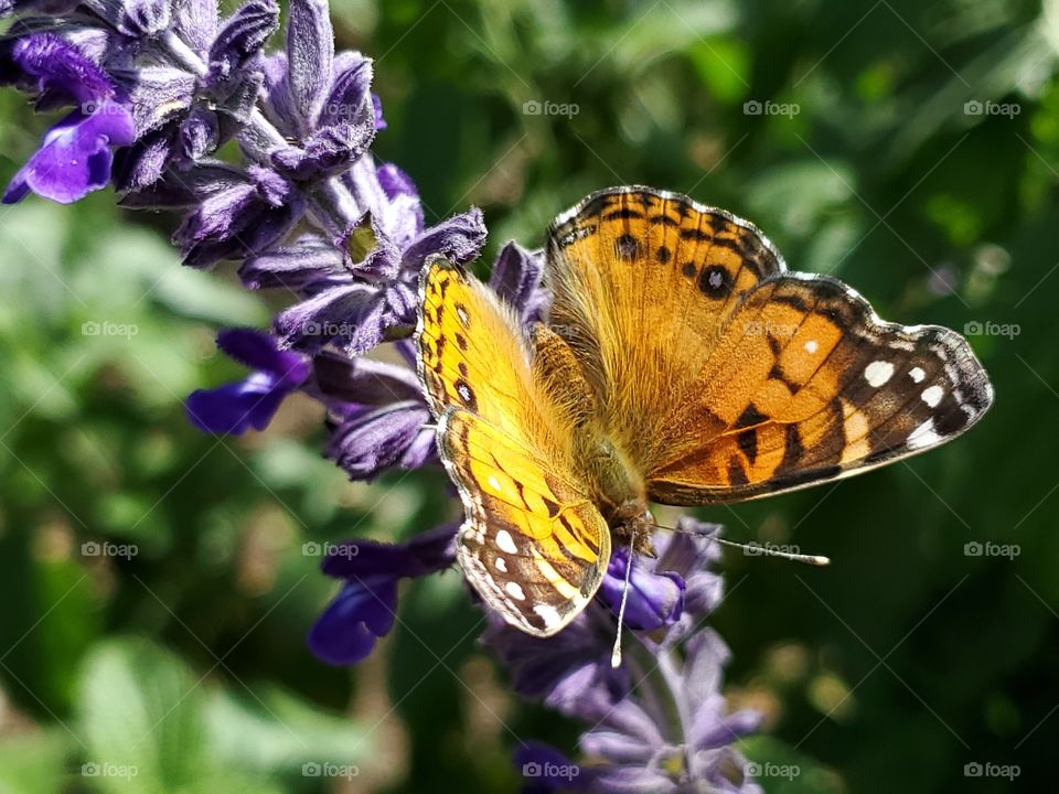 Orange butterfly on purple Mexican sage flower with green leaves in the background.