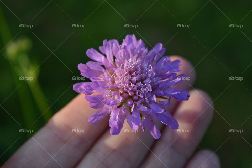 flower in hand