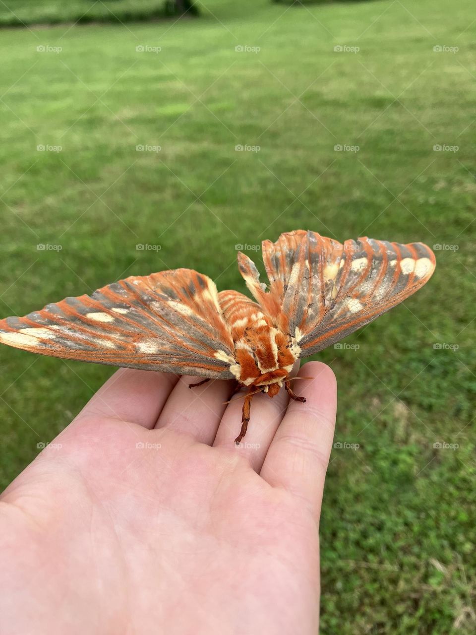 Beautiful moth! 