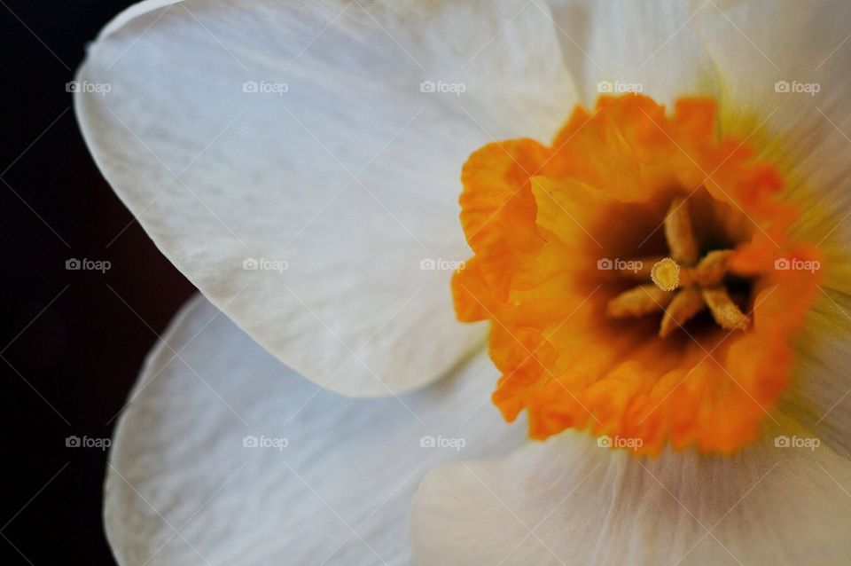 Daffodil