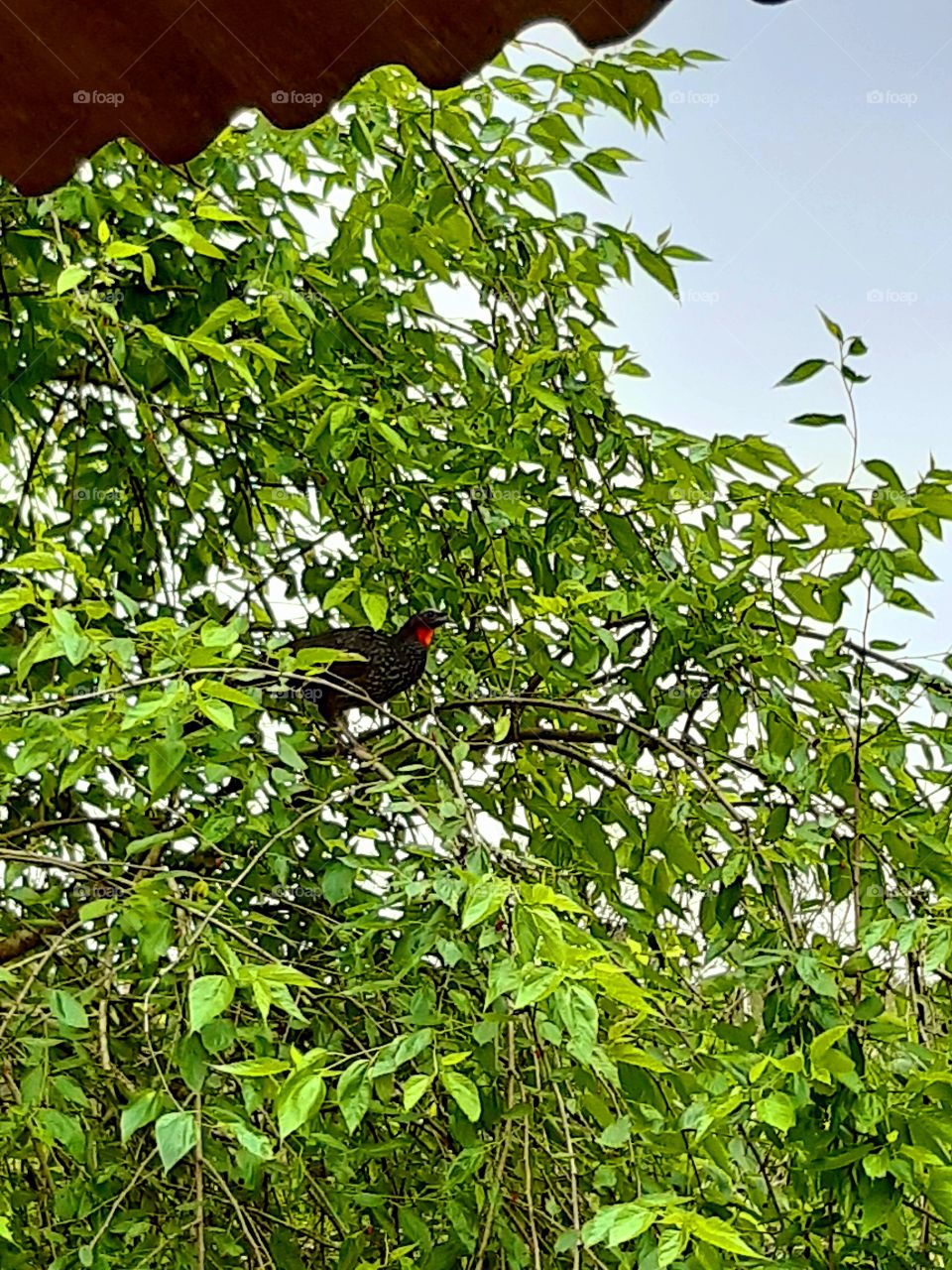 O Jacú esperto se fartando na amoreira!