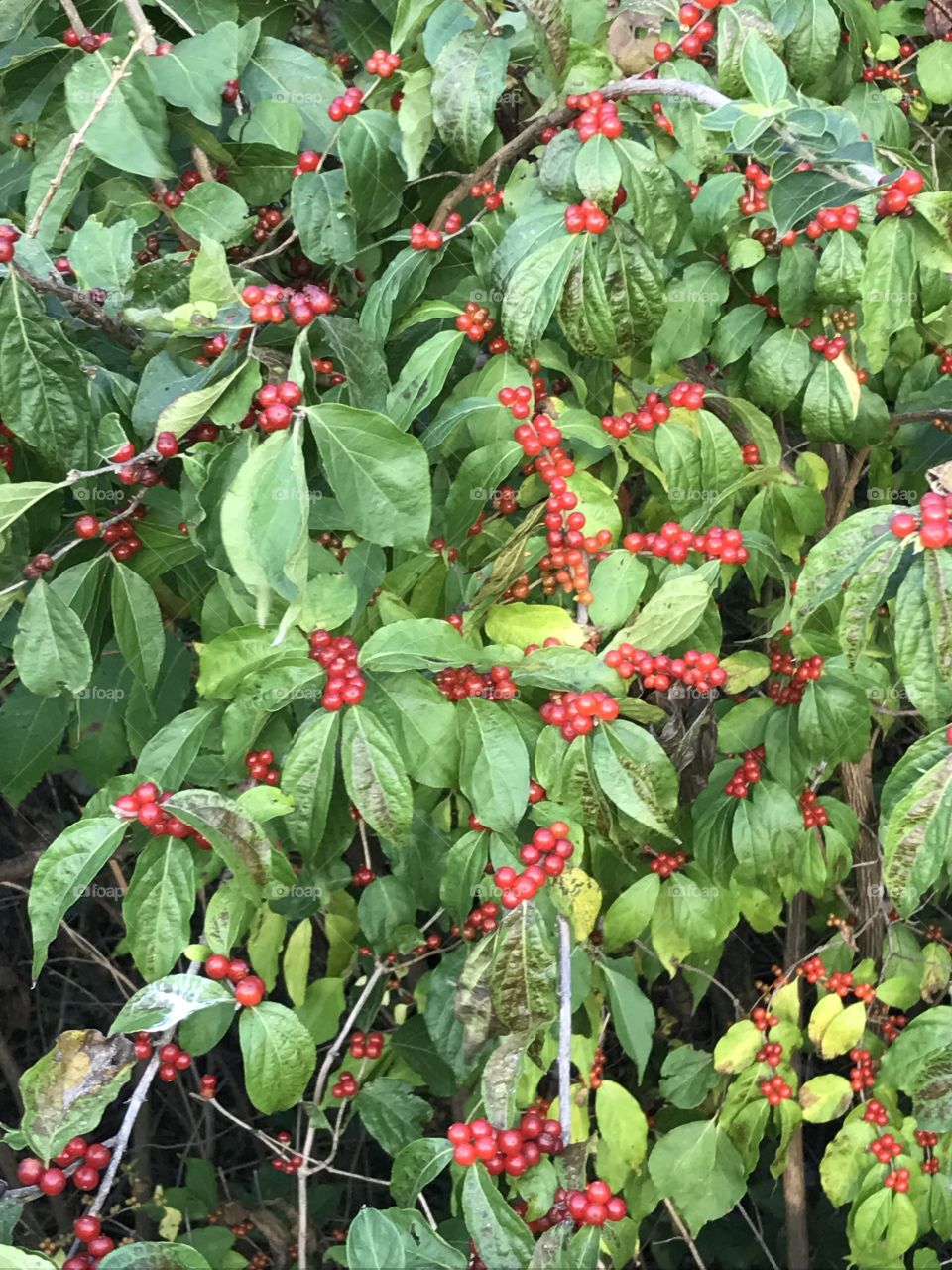 Common Honeysuckle, Clusters of bright red wild berries