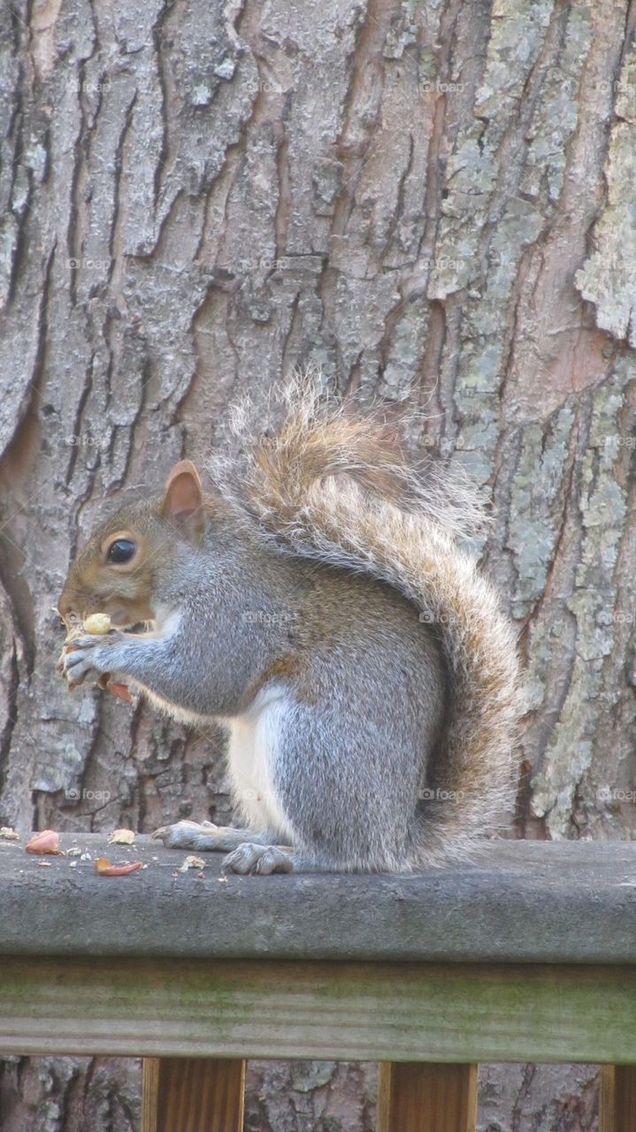 Squirrel eating peanuts