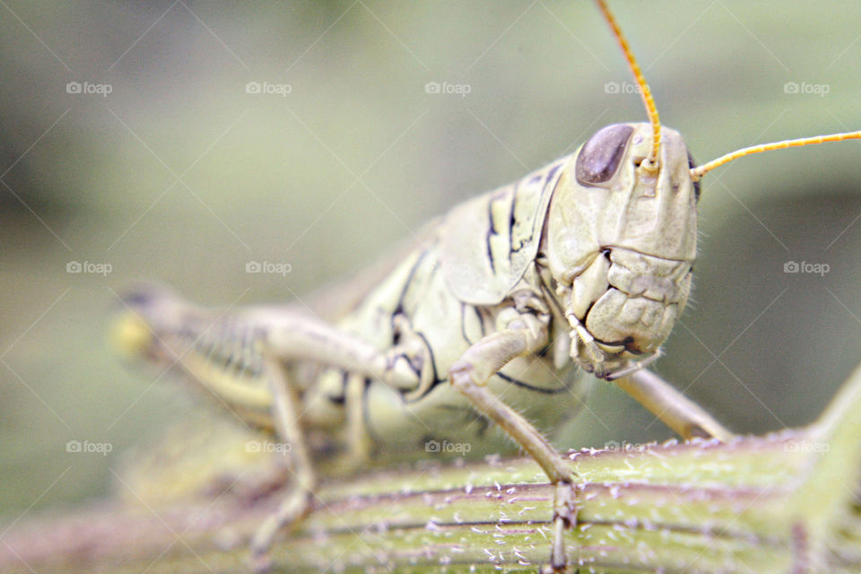 Grasshopper