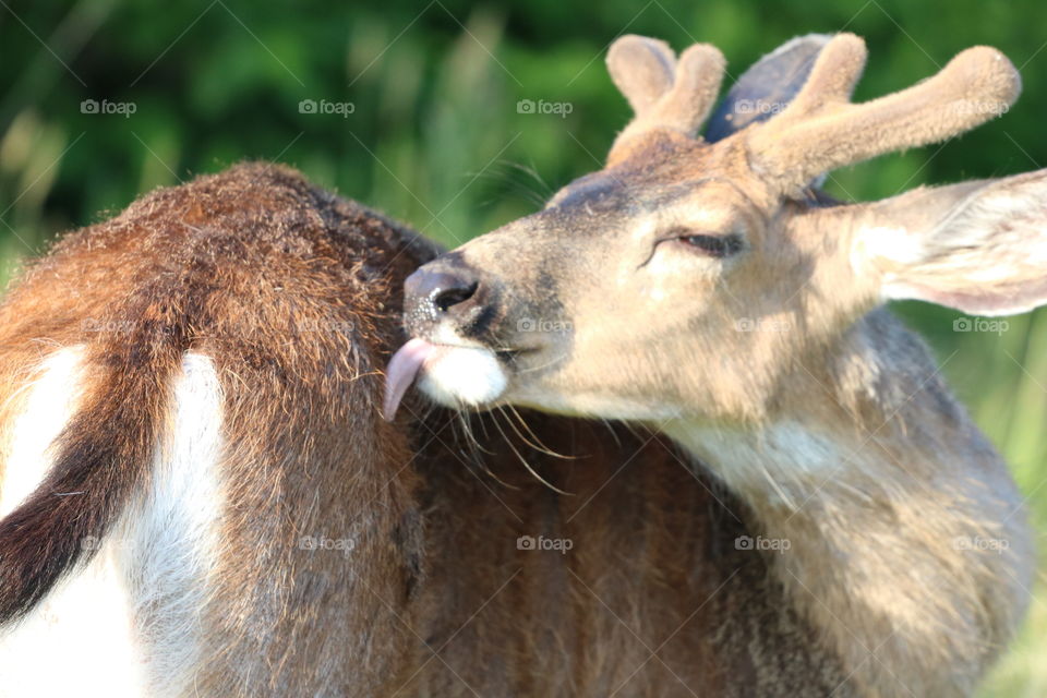 Deer with its tongue out