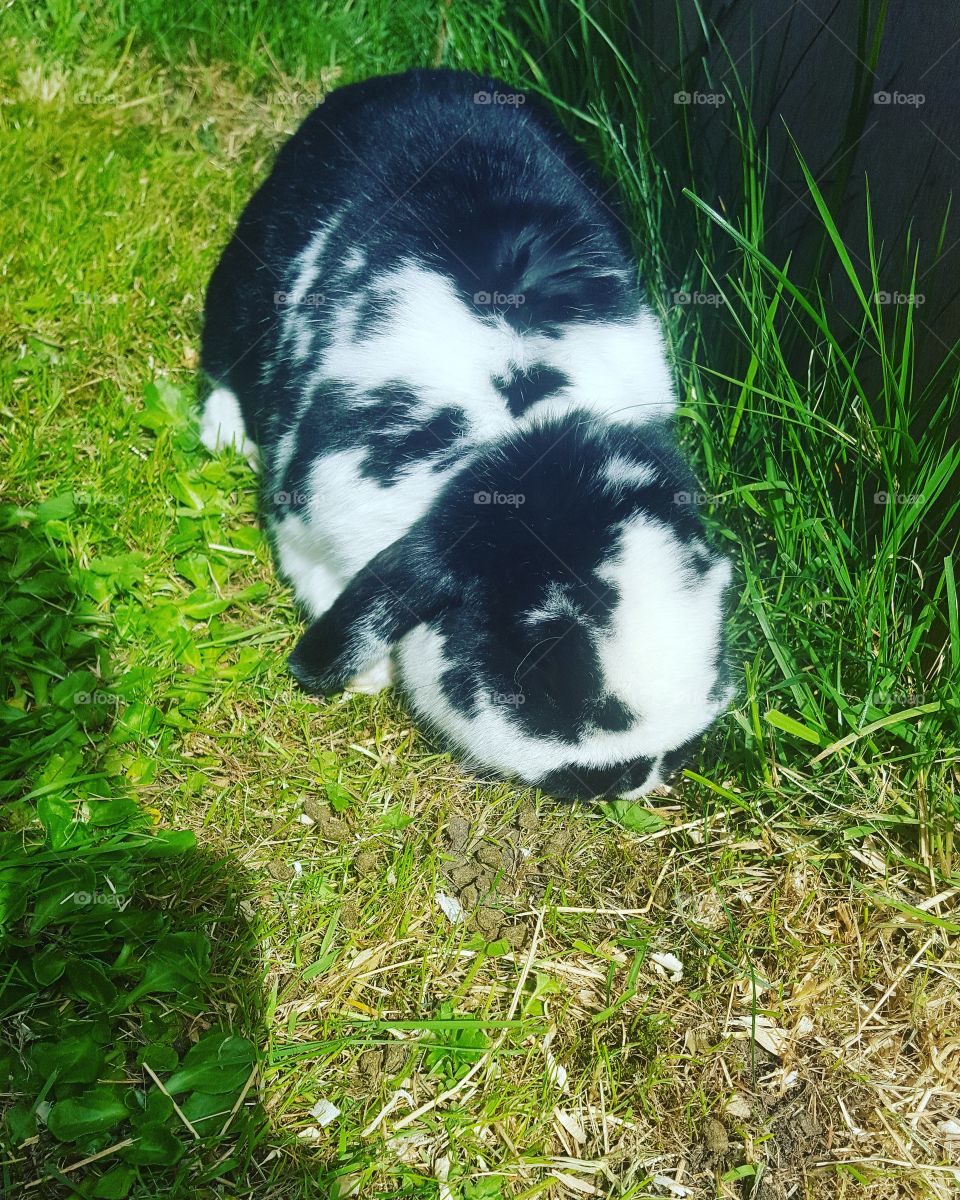 pet rabbit in garden