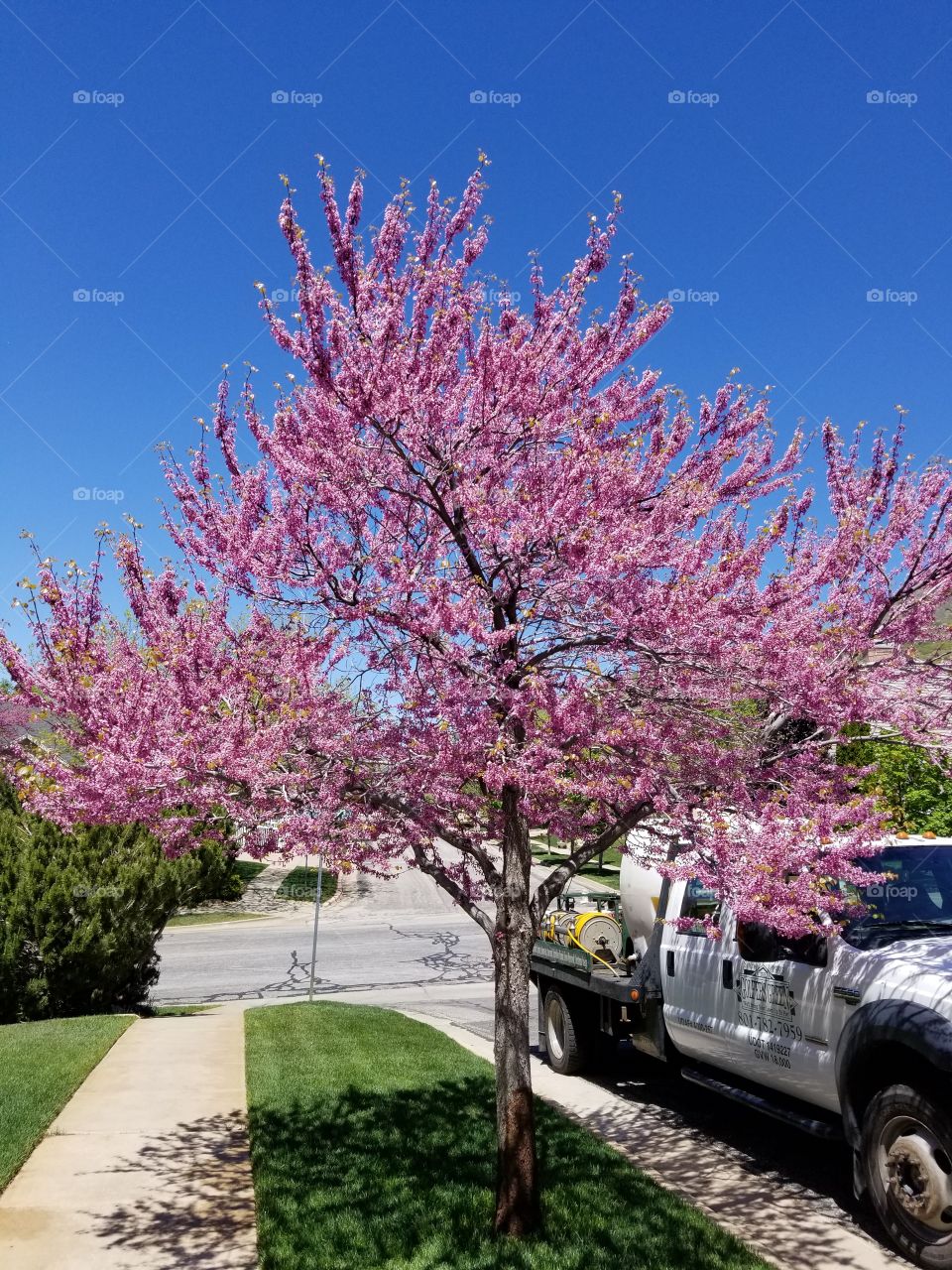 healthy ornamental cherry tree. 
beautiful.
