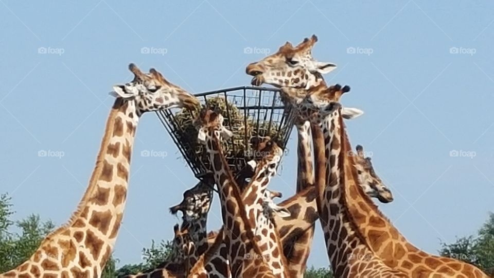 Giraffe, Tallest, Wildlife, Nature, Neck