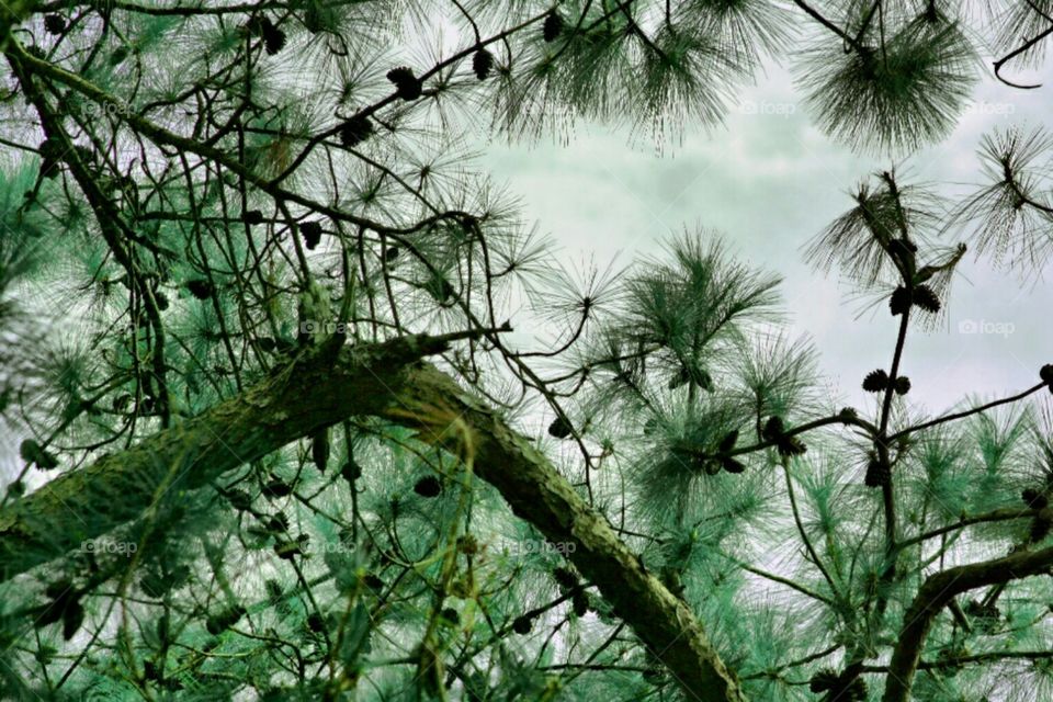 Pine of Baguio City, PH