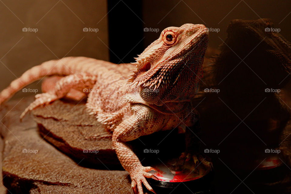 Bearded Dragon