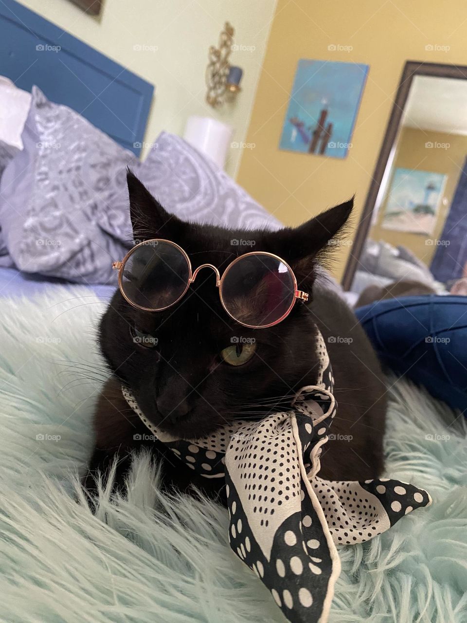 Felinos con estilo, cat miuw 