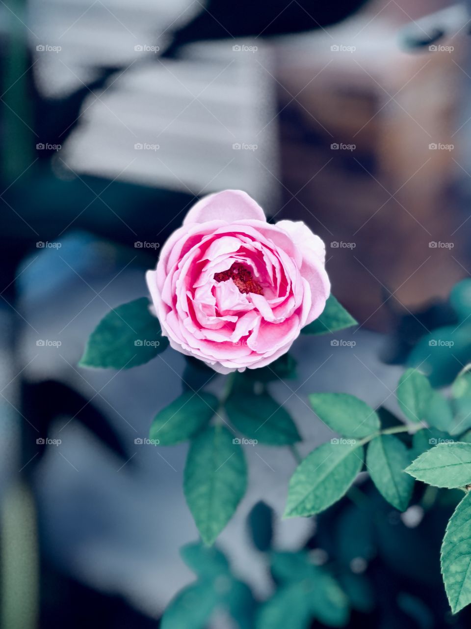 A head full of fears has no space for dreams.