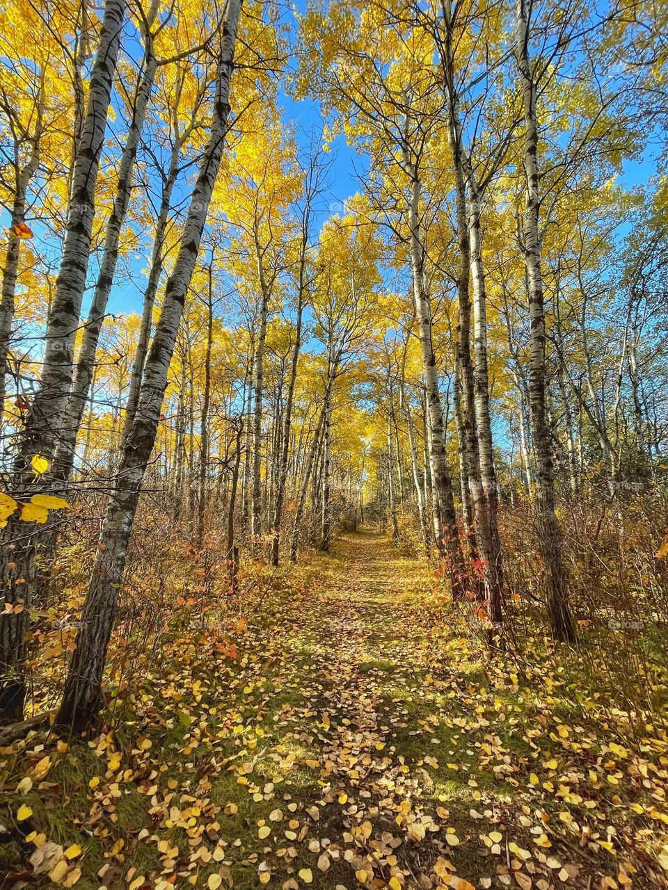 A trail of golden leaves 