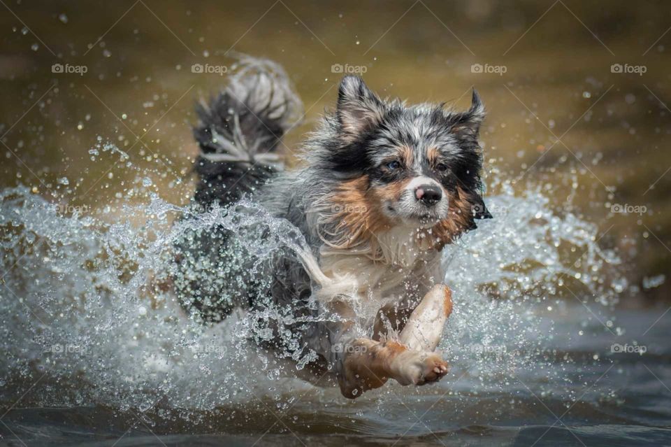 Spielender Hund. Spielen im Wasser