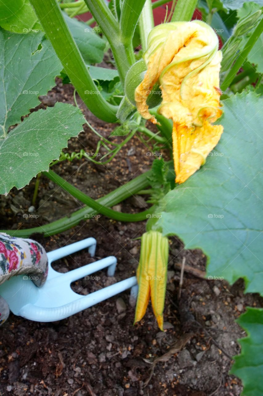 I put some seeds in the soil from the pumpking I bought last year. It worked perfectly and I now have a
lot of pumpkin plants in my garden.