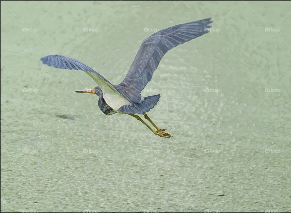 Heron in flight