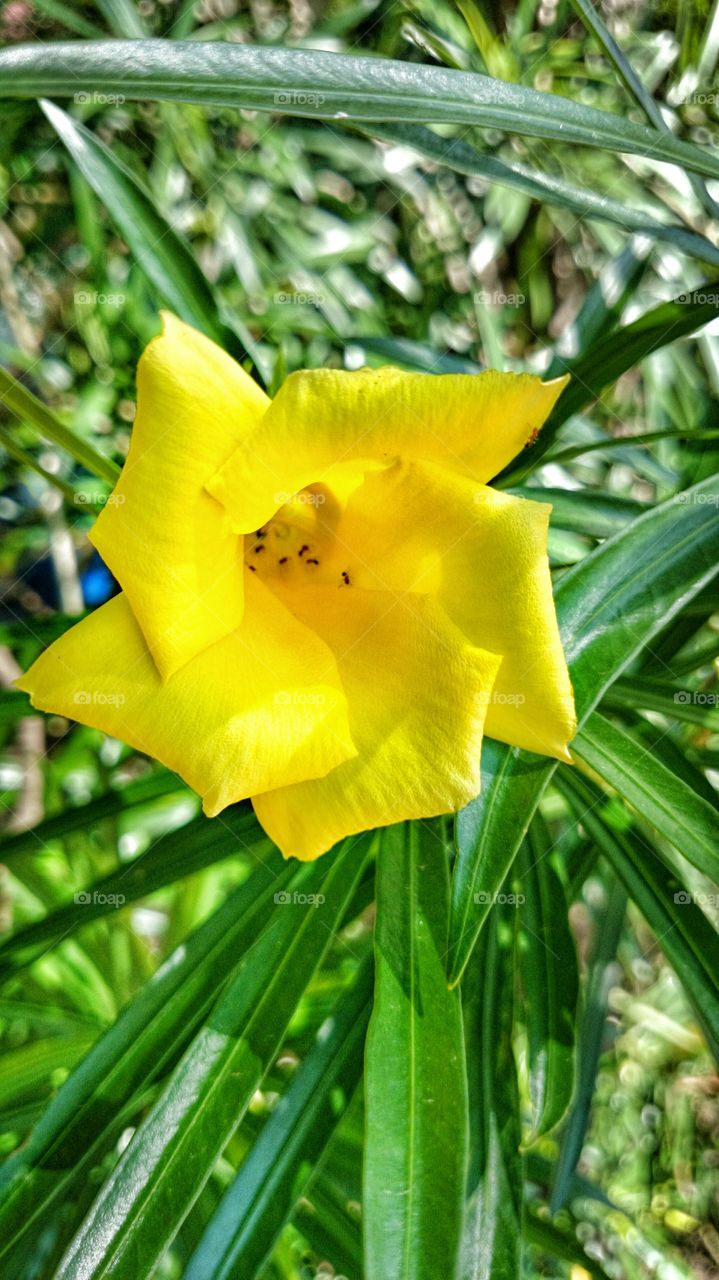 Yellow flower . Yellow flower 