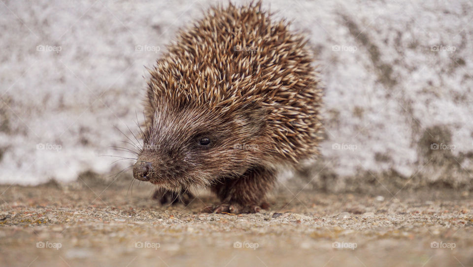 Hedgehog