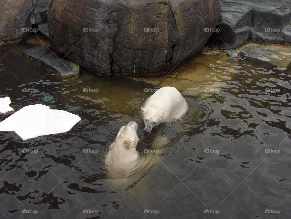 Polar bears fighting 
