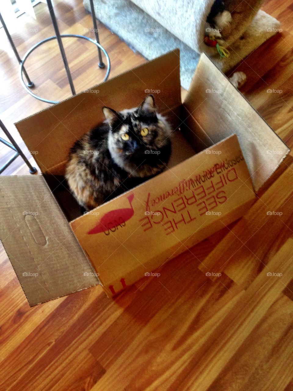 Sweetpea kitty in a box