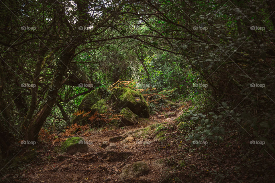 Path through forest 