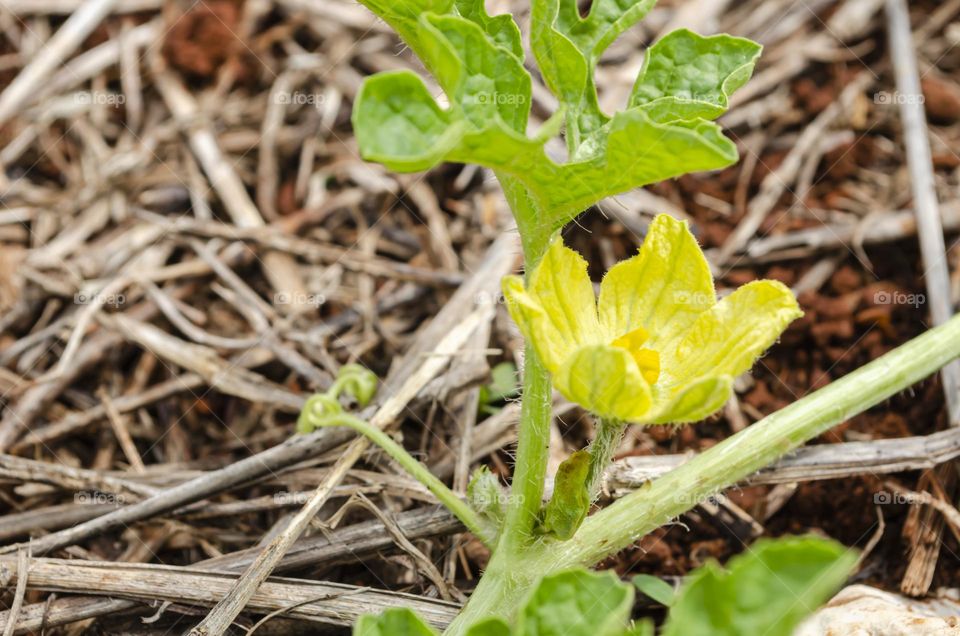 Watermelon Blossom On Vine