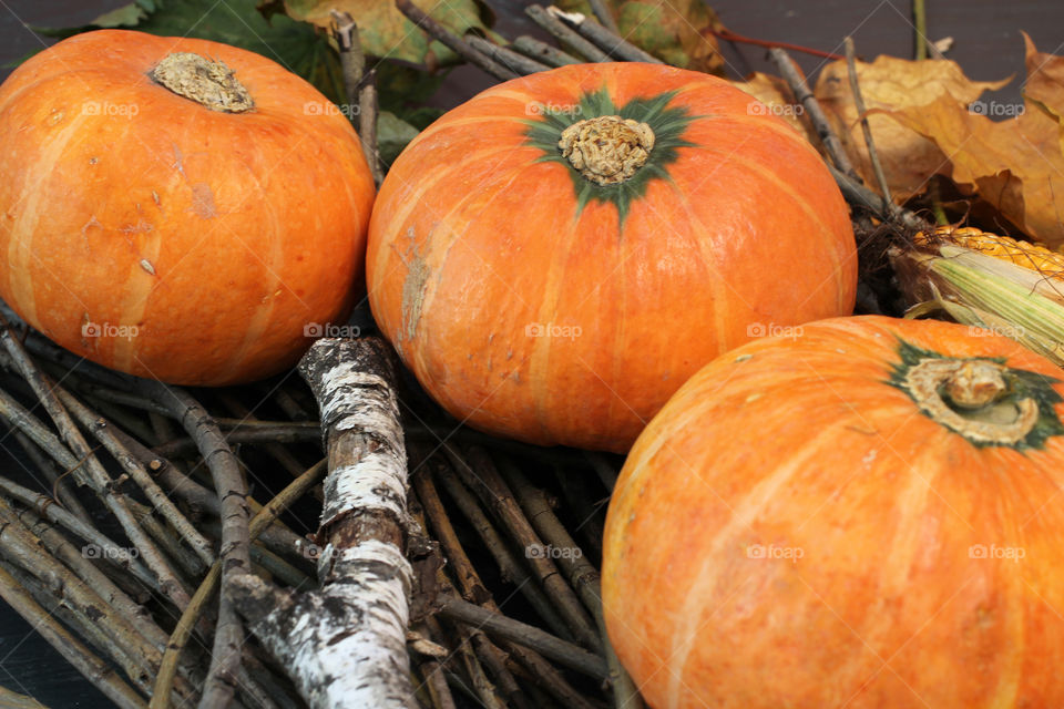 Vegetables, Halloween, pumpkin, corn, harvest, fertility, agriculture, food, cones, forest, birch branches