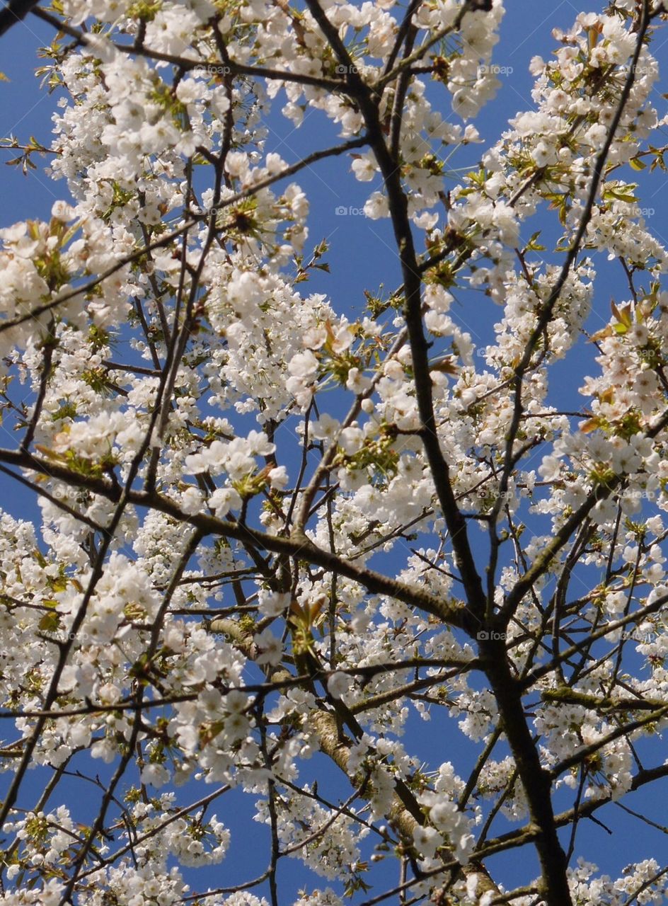 Cherry blossom