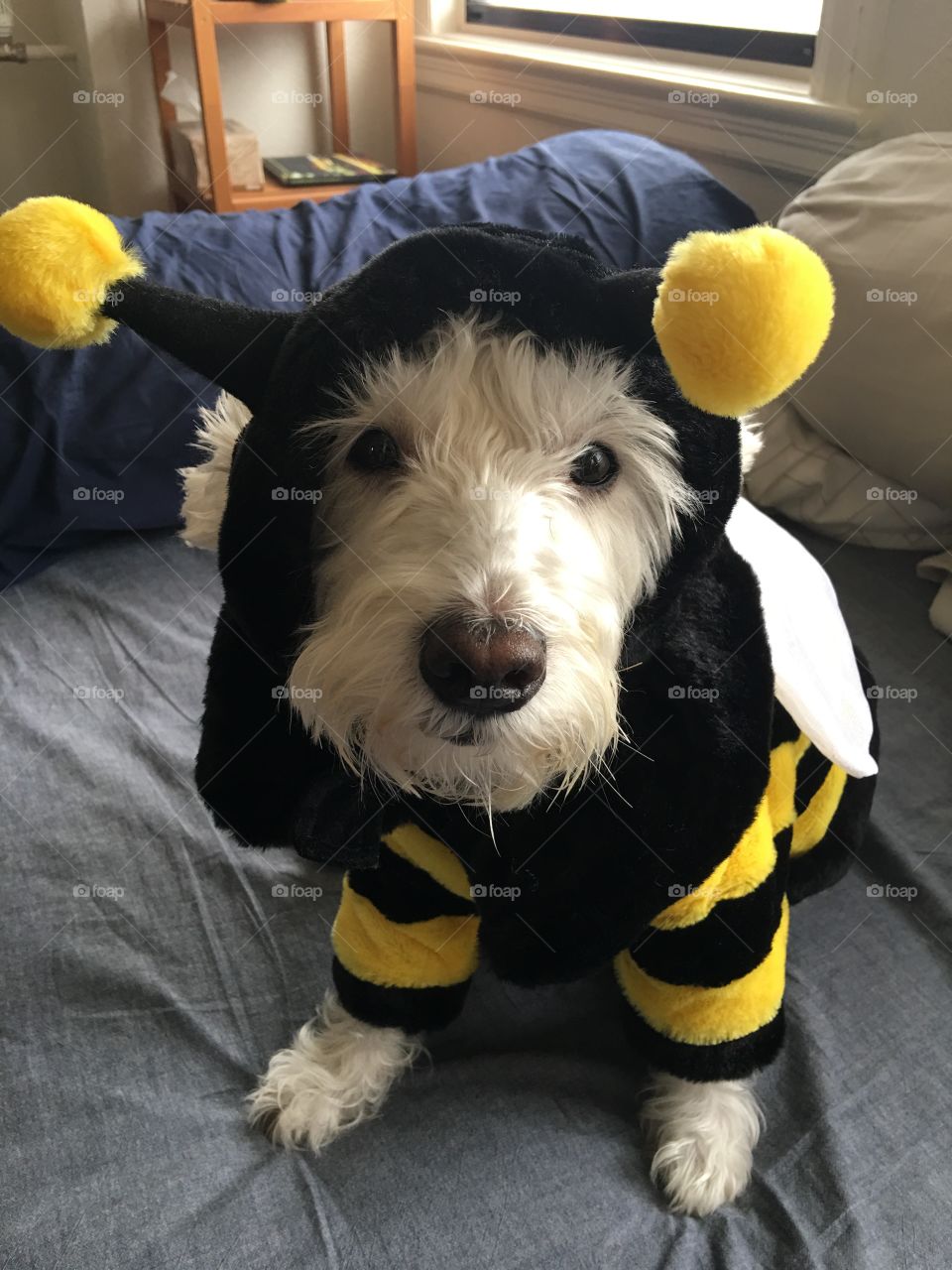 my own bumblebee