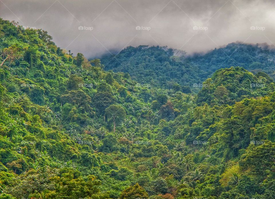 Scenic view of forest